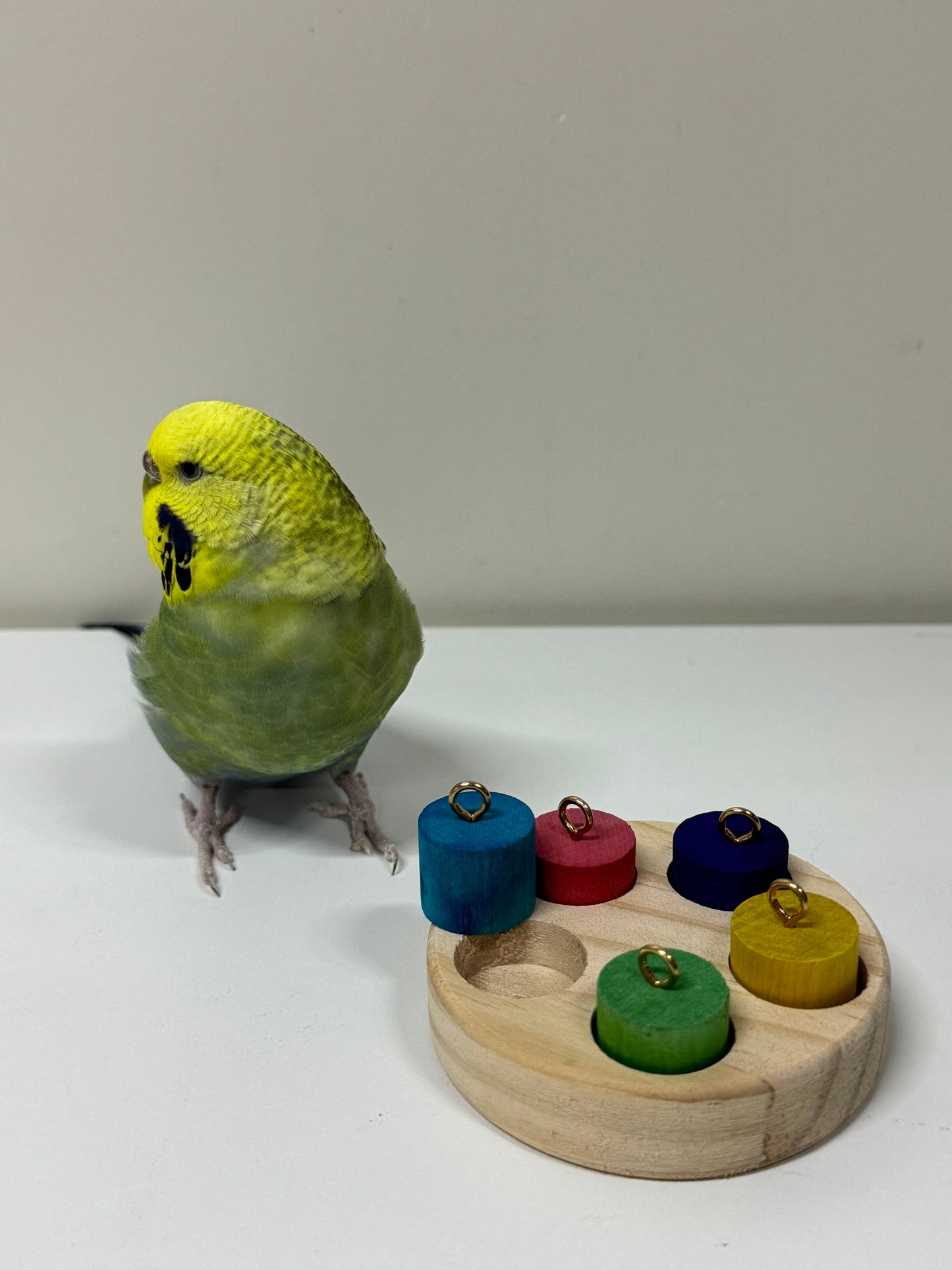 7.5cm Round Wood with Rainbow Colourful 5 Cylinder for Small Medium Bird and Parrot Lovebird Budgie Cockatiel Conures Intelligence Training