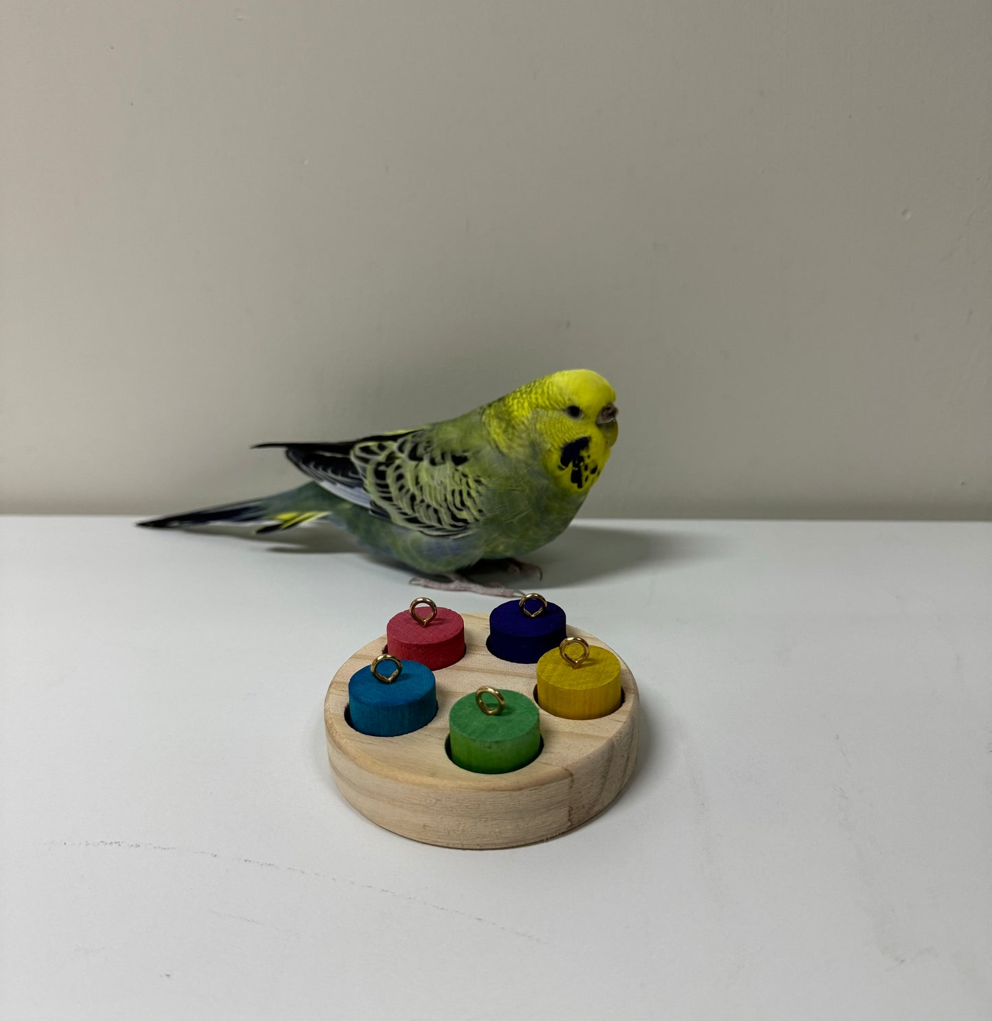 7.5cm Round Wood with Rainbow Colourful 5 Cylinder for Small Medium Bird and Parrot Lovebird Budgie Cockatiel Conures Intelligence Training