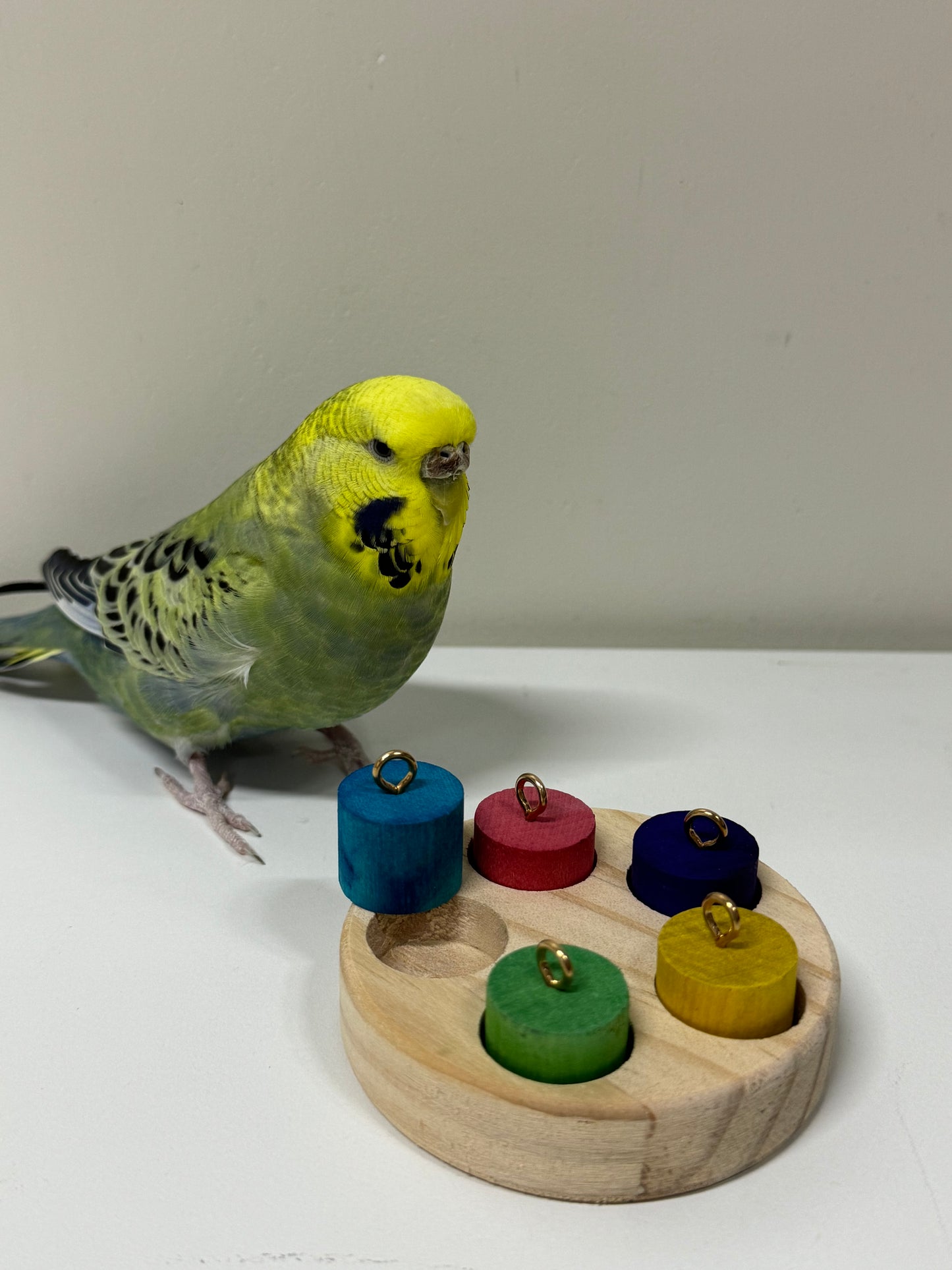 7.5cm Round Wood with Rainbow Colourful 5 Cylinder for Small Medium Bird and Parrot Lovebird Budgie Cockatiel Conures Intelligence Training