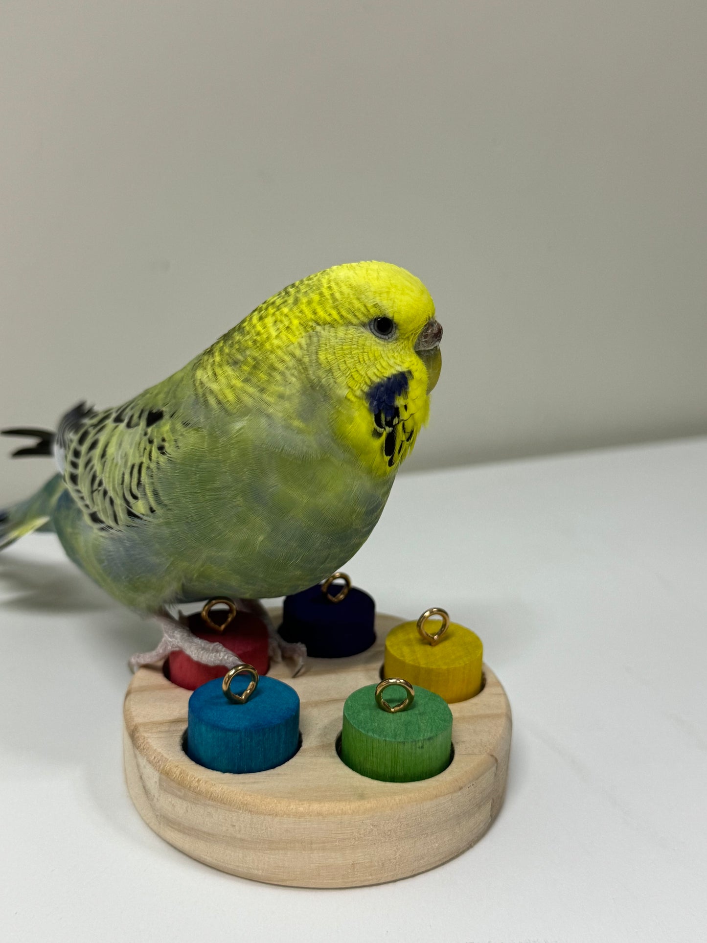 7.5cm Round Wood with Rainbow Colourful 5 Cylinder for Small Medium Bird and Parrot Lovebird Budgie Cockatiel Conures Intelligence Training