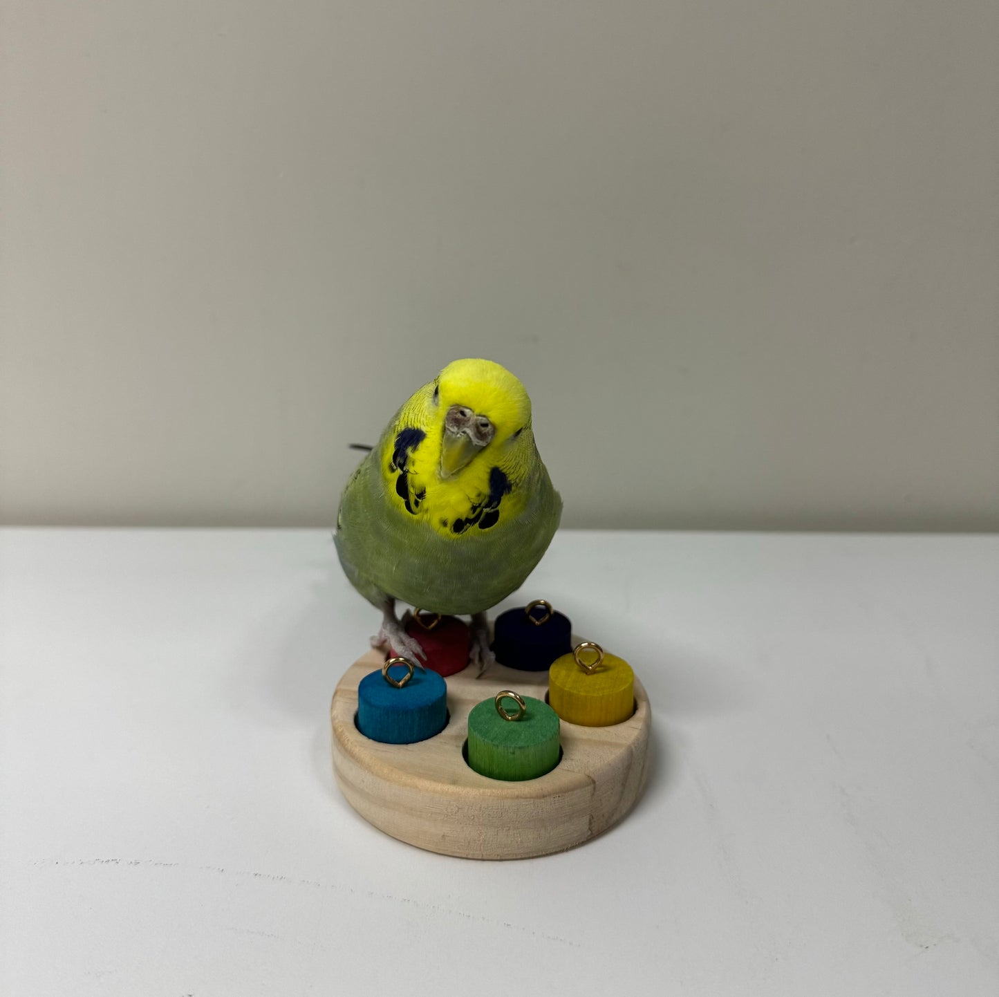 7.5cm Round Wood with Rainbow Colourful 5 Cylinder for Small Medium Bird and Parrot Lovebird Budgie Cockatiel Conures Intelligence Training