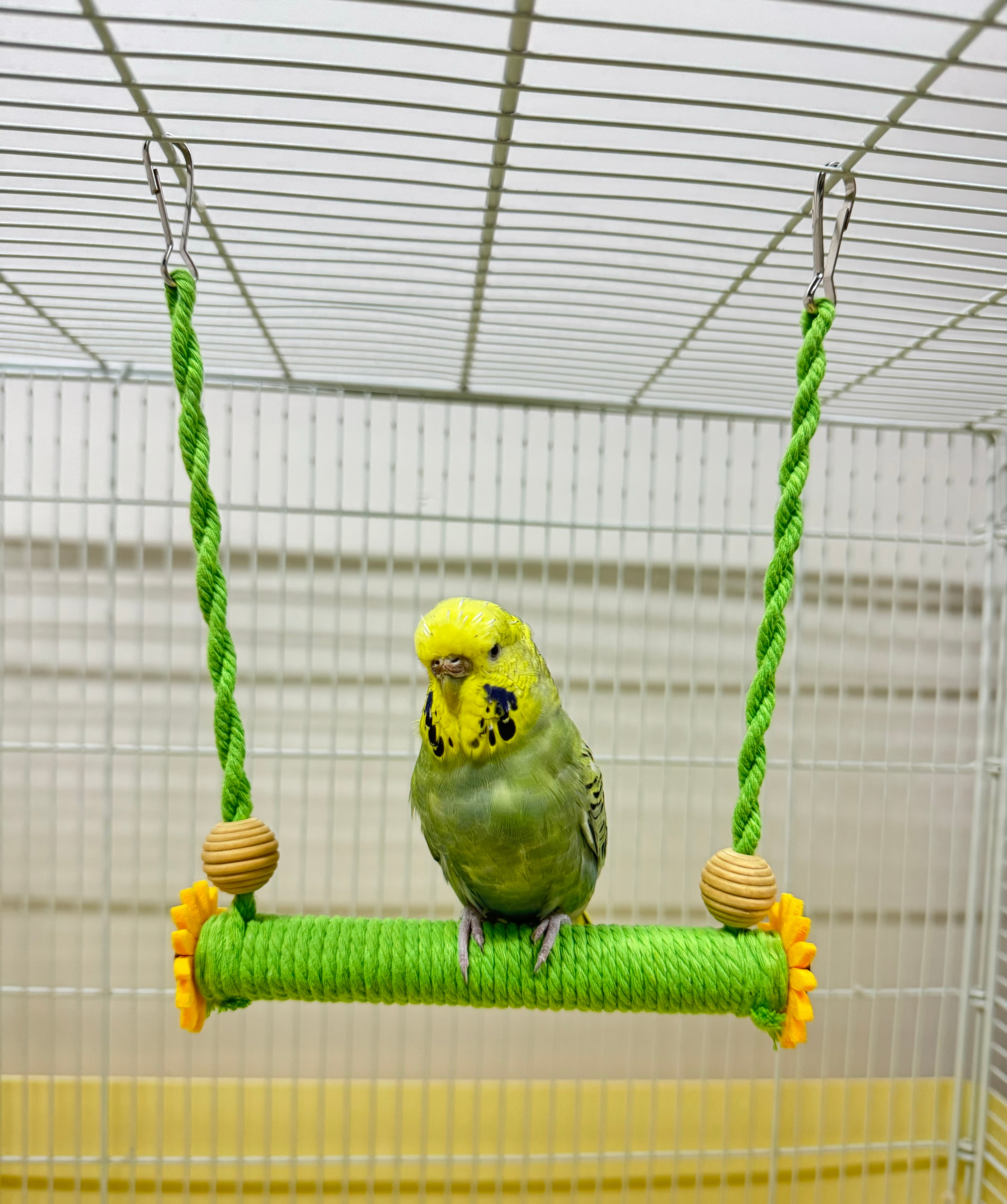 Parrotlet toys best sale