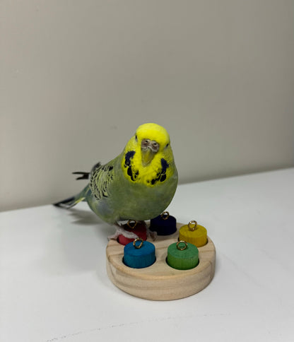 7.5cm Round Wood with Rainbow Colourful 5 Cylinder for Small Medium Bird and Parrot Lovebird Budgie Cockatiel Conures Intelligence Training