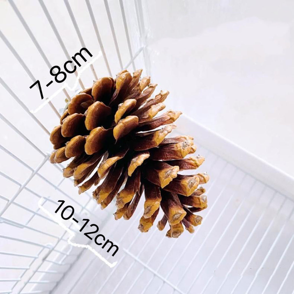 Handmade Big Pine Cones Stand & Bite Toys for Parrot Bird Toys