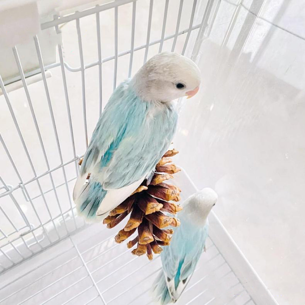 Handmade Big Pine Cones Stand & Bite Toys for Parrot Bird Toys Organic Bird Cages Accessories Lovebird Budgie Pacific Parrotlet