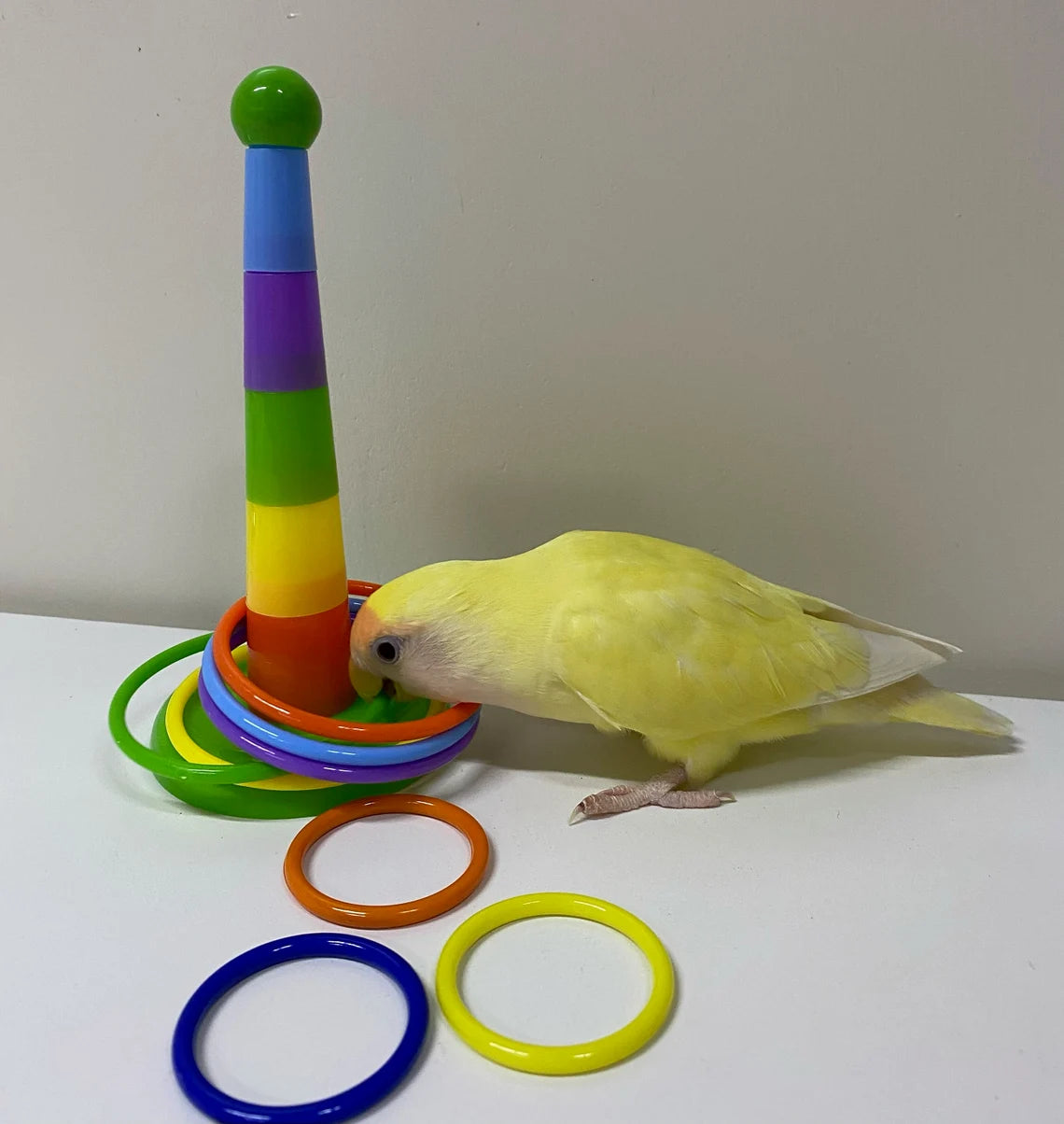 Parrot Stacking Ring Toy for Small and Medium Parrot & Bird | Intelligence Training Toys