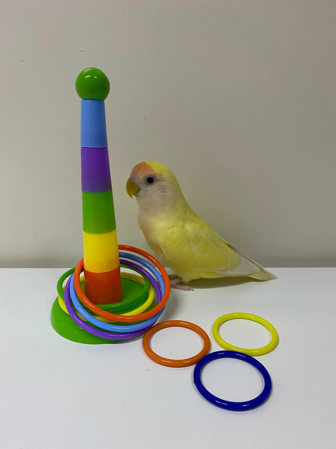 Parrot Stacking Ring Toy for Small and Medium Parrot & Bird | Intelligence Training Toys