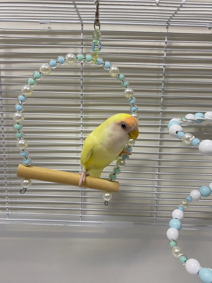 Handmade Parrot Swings Ladder