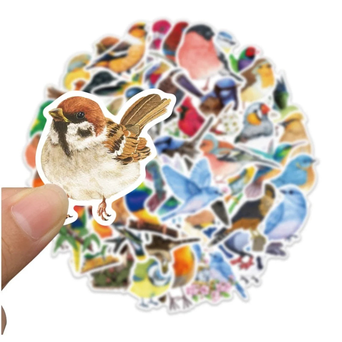 Birds Budgie Parrot Stickers Waterproof 